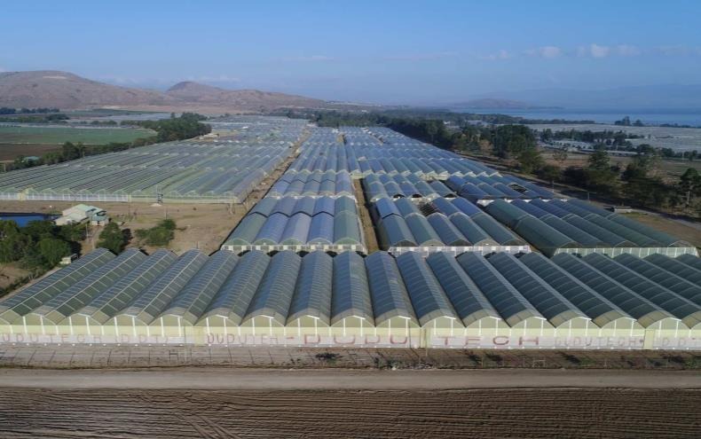 Flamingo Holdings greenhouse complex, South Africa