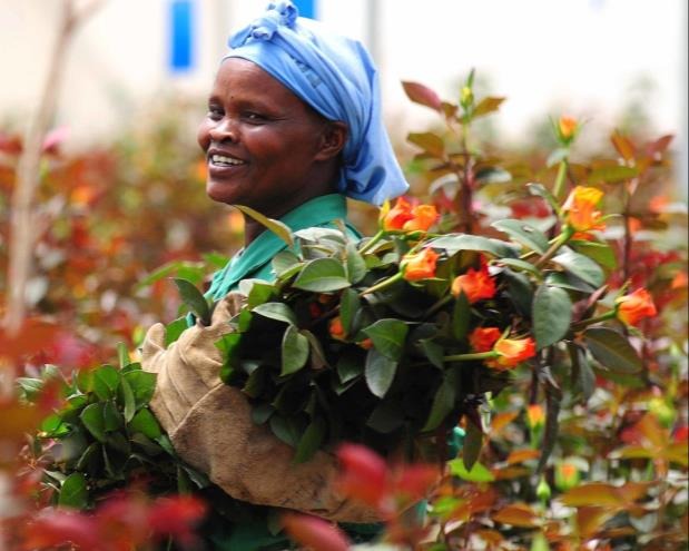 Flower Business Park aerial view, Naivasha