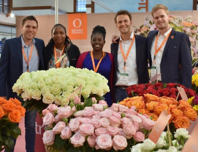Rose production at Naivasha