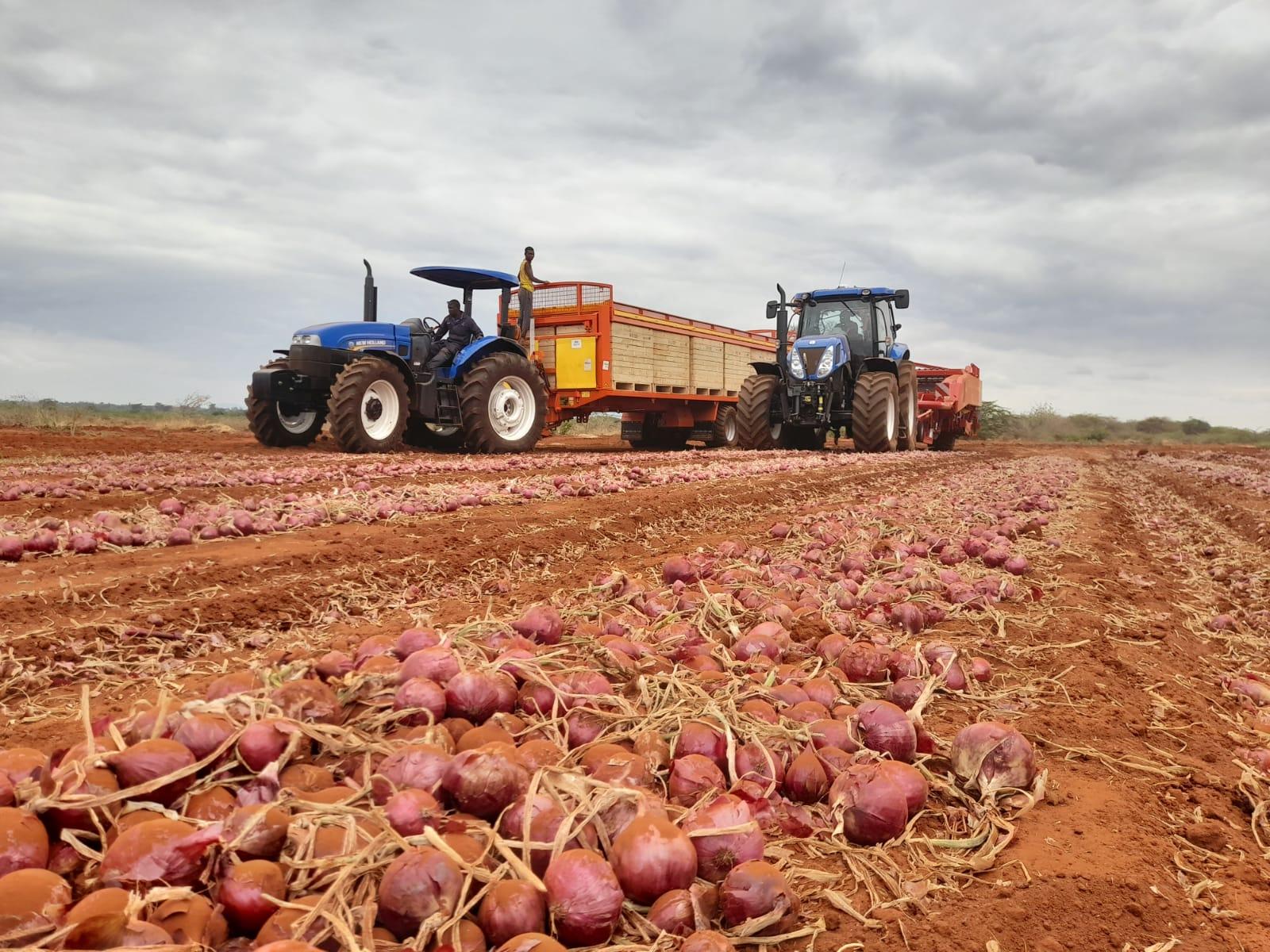 Onion harvest at Taveta Farm