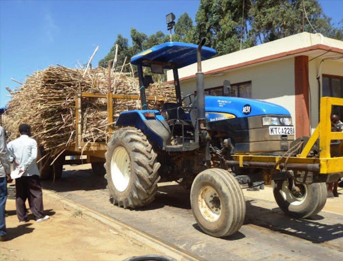 Sugarcane harvest with tractor