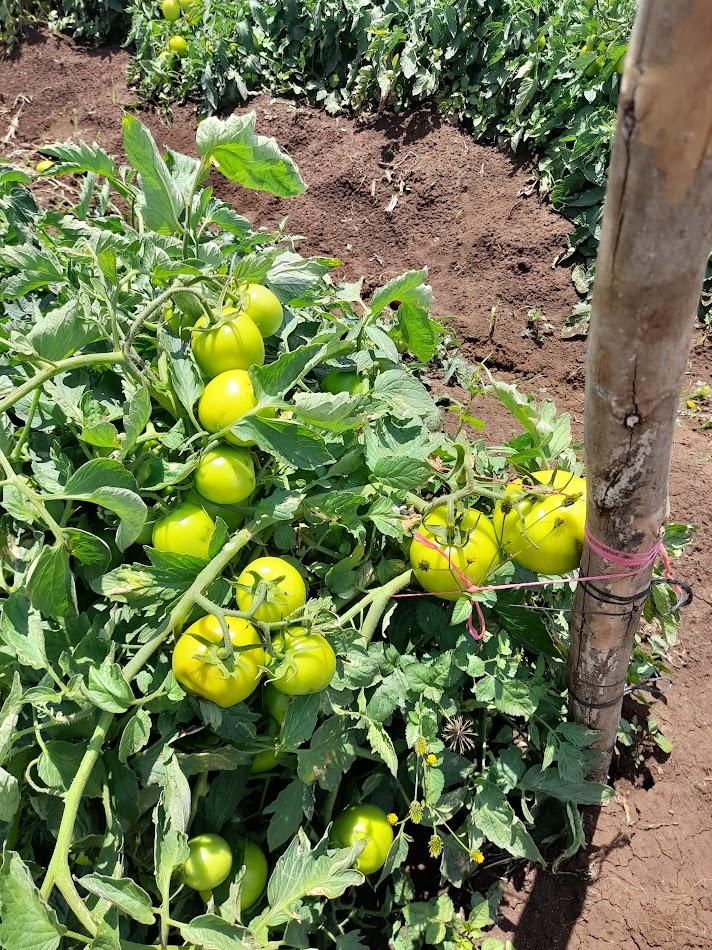 Tomato crop at Taveta